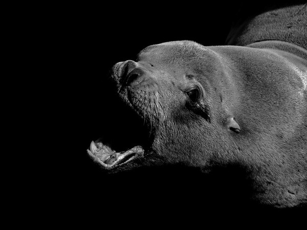 California Sea Lion