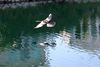 good pics flying gry heron4.JPG