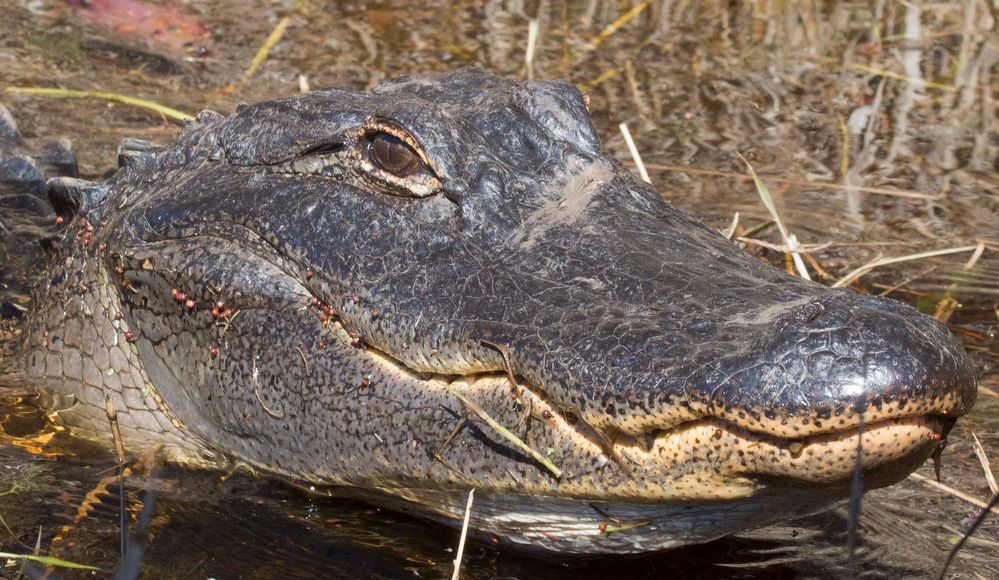 Gator_IMG_7582.jpg