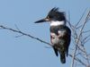 Belted Kingfisher (Female).JPG