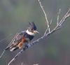Belted Kingfisher with 80D