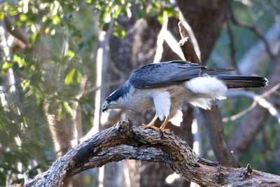 Apache-Goshawk.jpeg