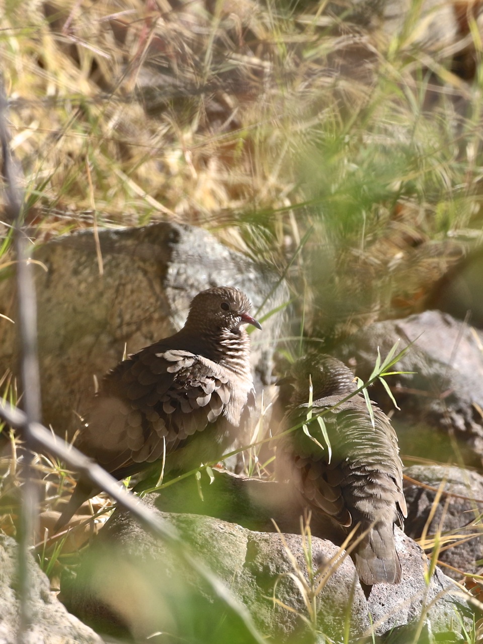 Ground-Doves.jpeg