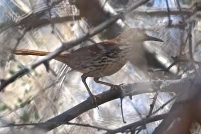 Arizona-Brown-Thrasher.jpeg