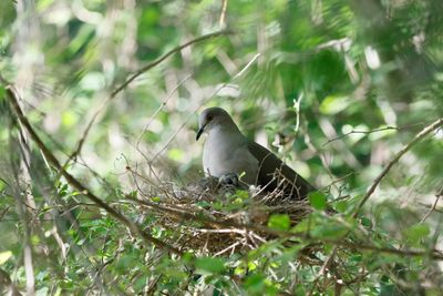 White-tipped-Doves.jpeg