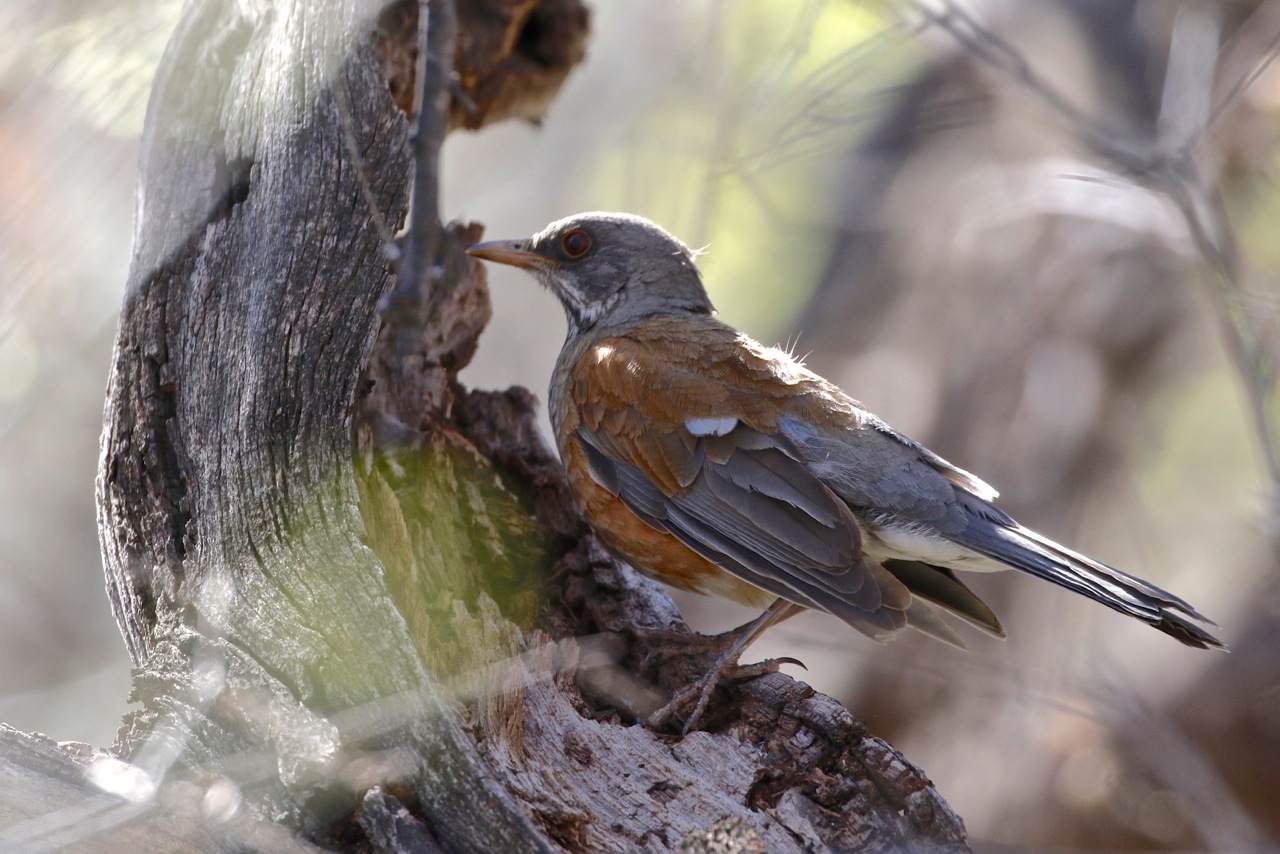 Rufous-backed-Robin.jpeg