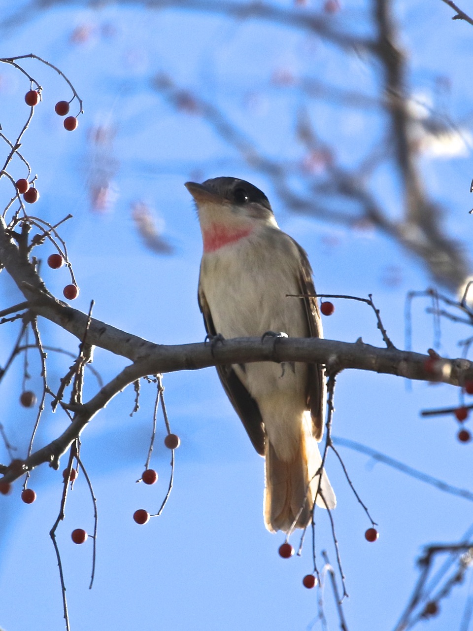 Rose-Throated-Becard.jpeg