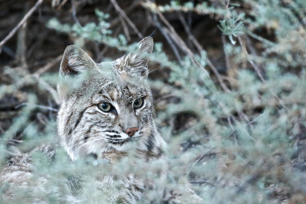 Bobcat.jpeg