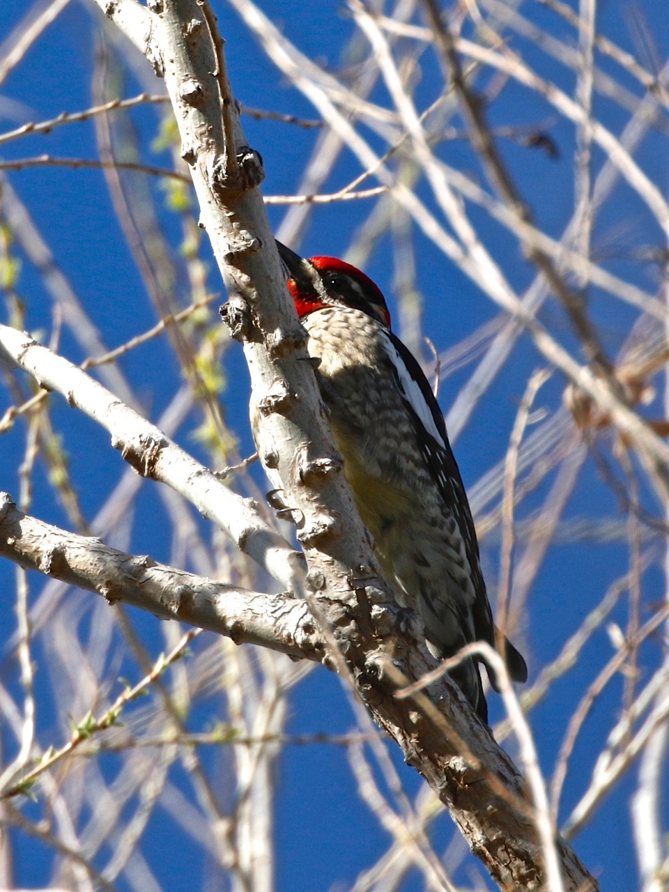 Red-naped-Sapsucker.jpeg