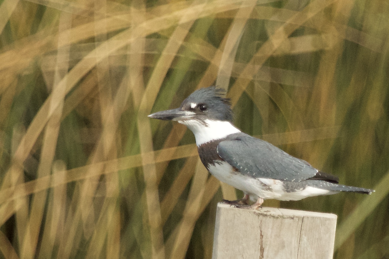 Belted Kingfisher