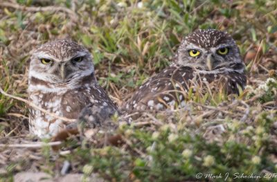 Burrowing Owls in South Florida.jpg