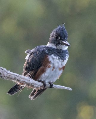 Female Belted Kingfisher (3-21-2017).jpg