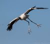 Wood Stork at Circle B.jpg