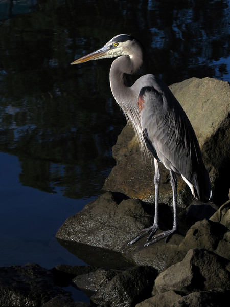 Great Blue Heron
