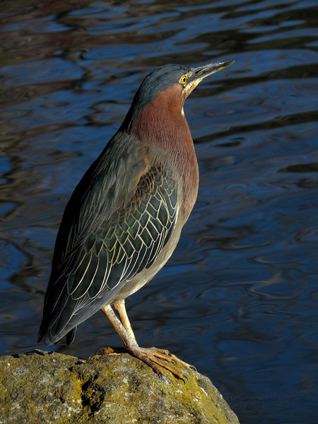 Green Heron