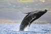 Humpback Calf breaching In Maui