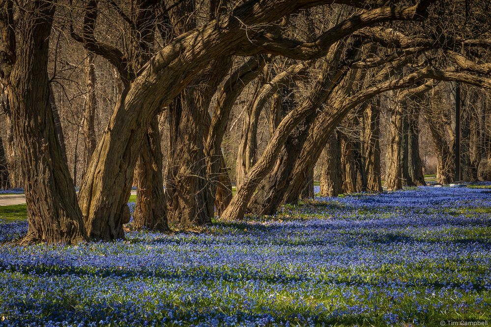 Spring Wildflowers