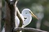 Great Egret Profile Behind Branch Small.jpg