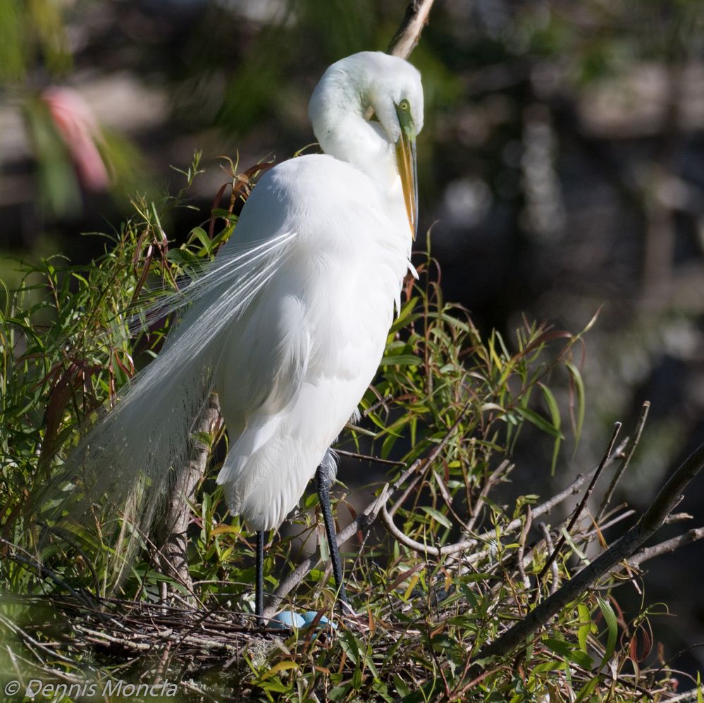 Great Egret.jpg