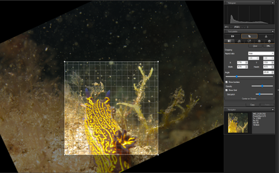 dpp-rotate bug 01.PNG