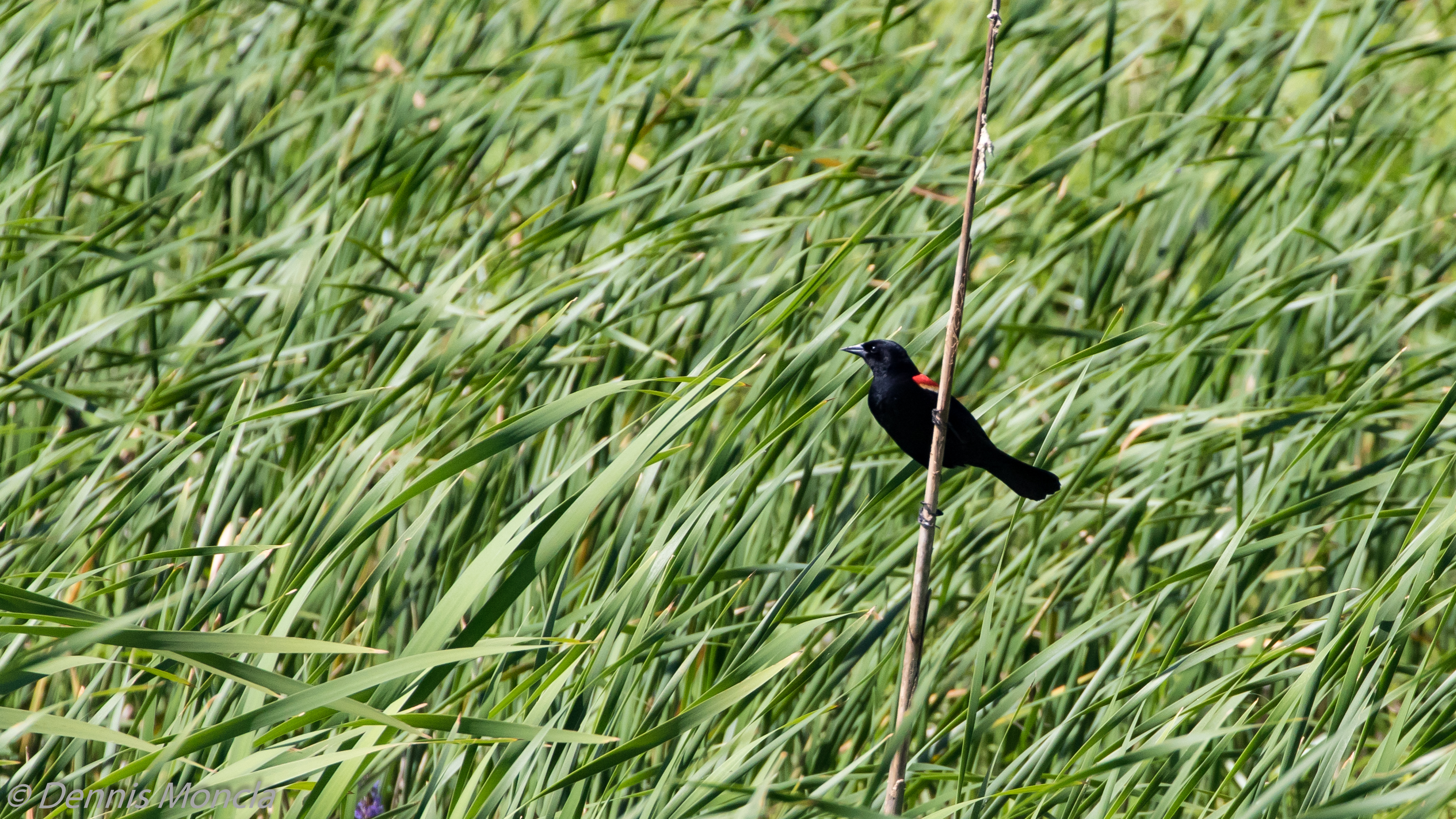 Red Wing Black Bird in Grass.jpg