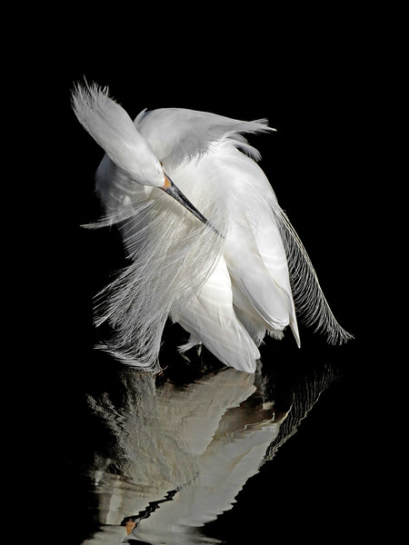 Snowy Egret Ballet