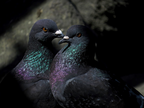 Rock Pigeons