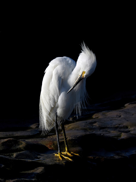 Snowy Egret