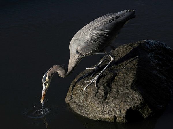 Great Blue Heron