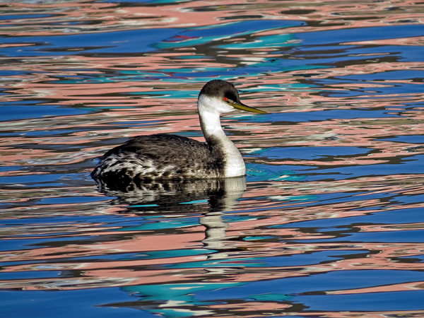 Western Grebe