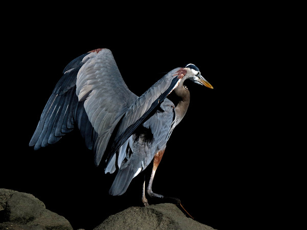 Great Blue Heron