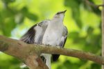 IMG_1214_Mockingbird.jpg