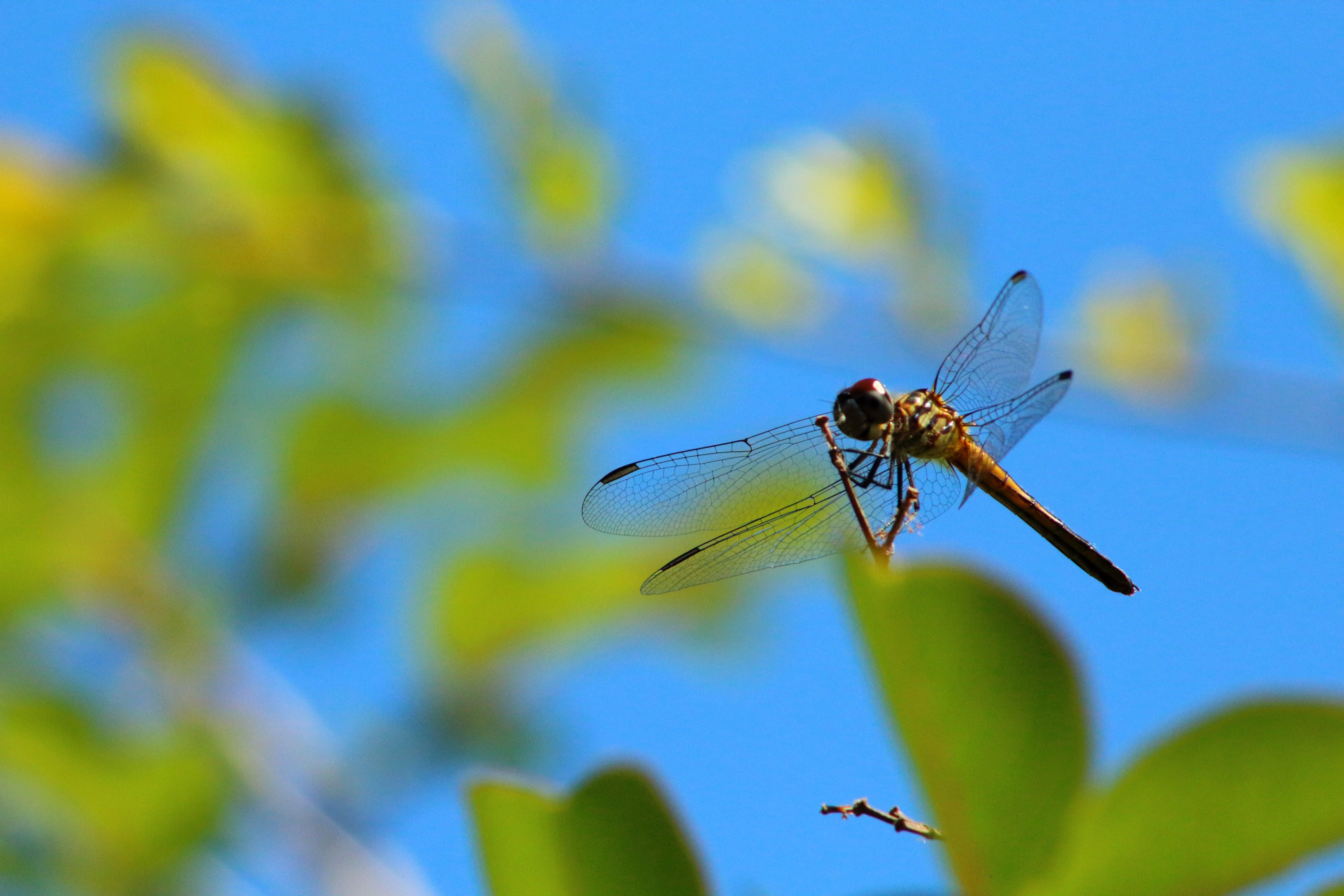 IMG_1072_Dragonfly.jpg