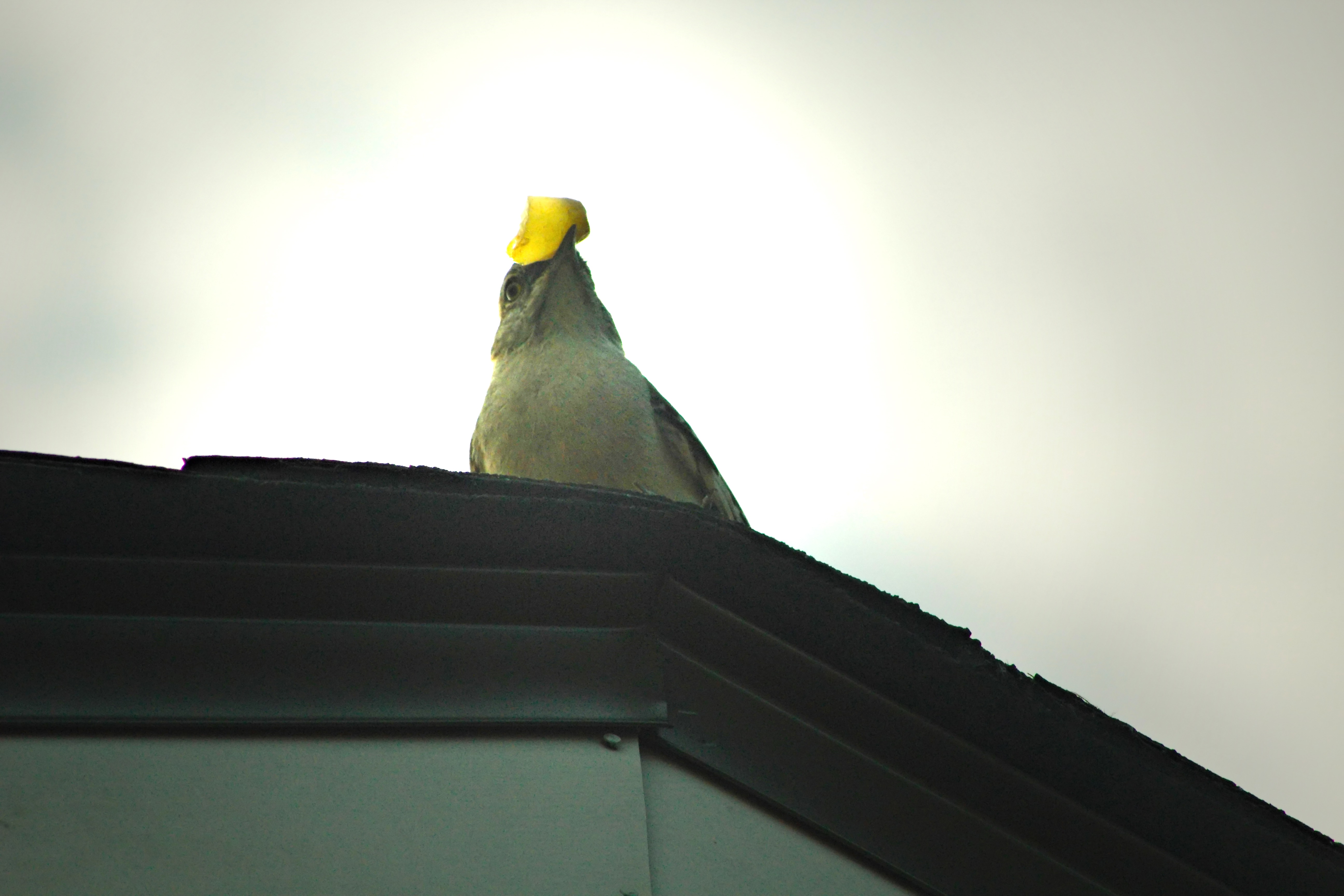 IMG_1202_v2B Mockingbirds.jpg