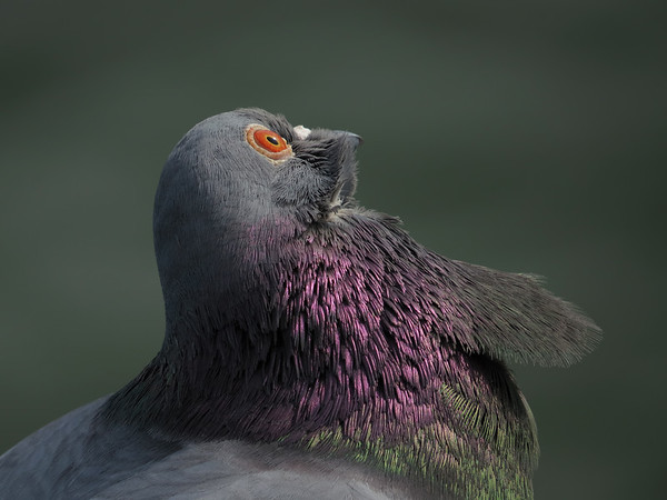 Rock Pigeon