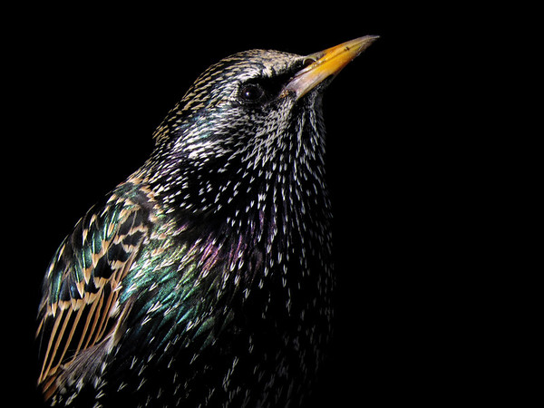 Starling