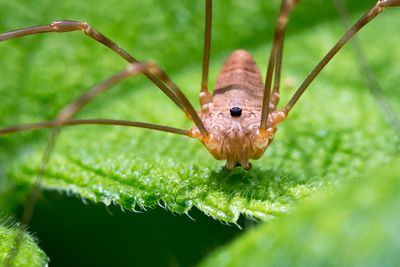 Macro at Brady's Run, May 2017 (2 of 9).JPG