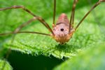 Macro at Brady's Run, May 2017 (2 of 9).JPG