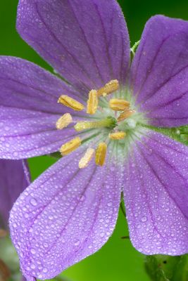 Macro at Brady's Run, May 2017 (4 of 9).JPG