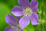 Macro at Brady's Run, May 2017 (3 of 9).JPG