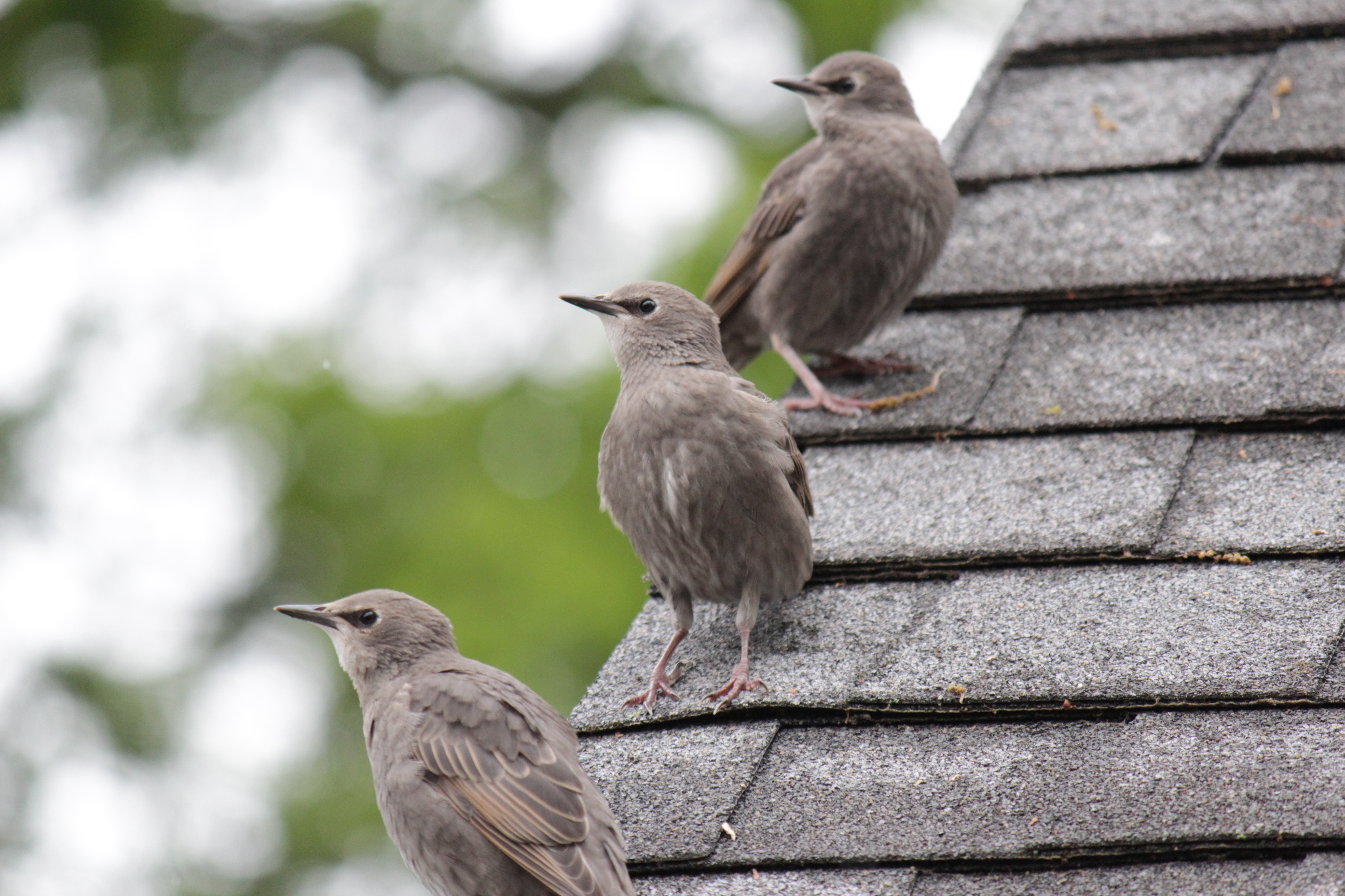 Baby grackles.JPG