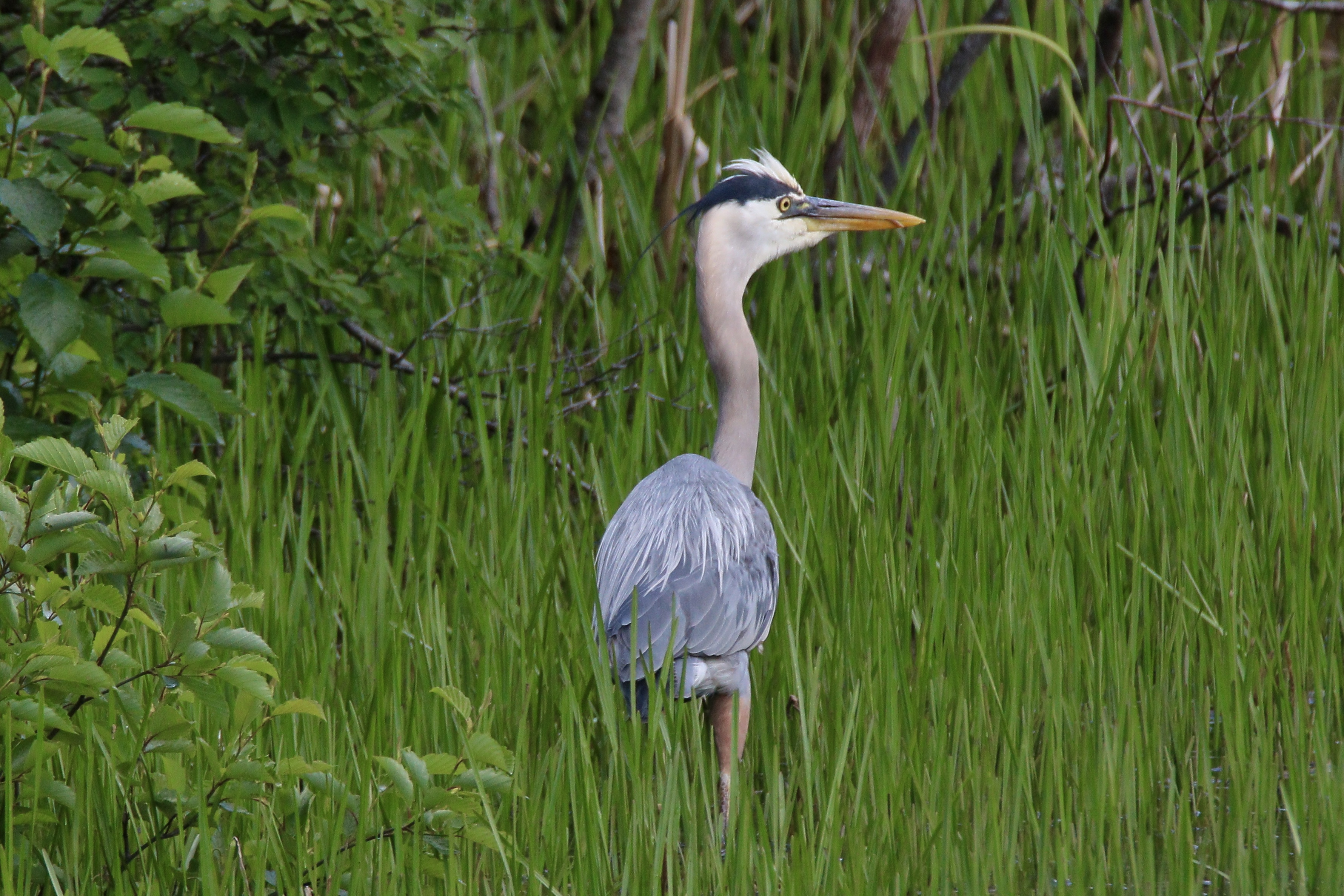 Solved Wildlife photography Canon Community
