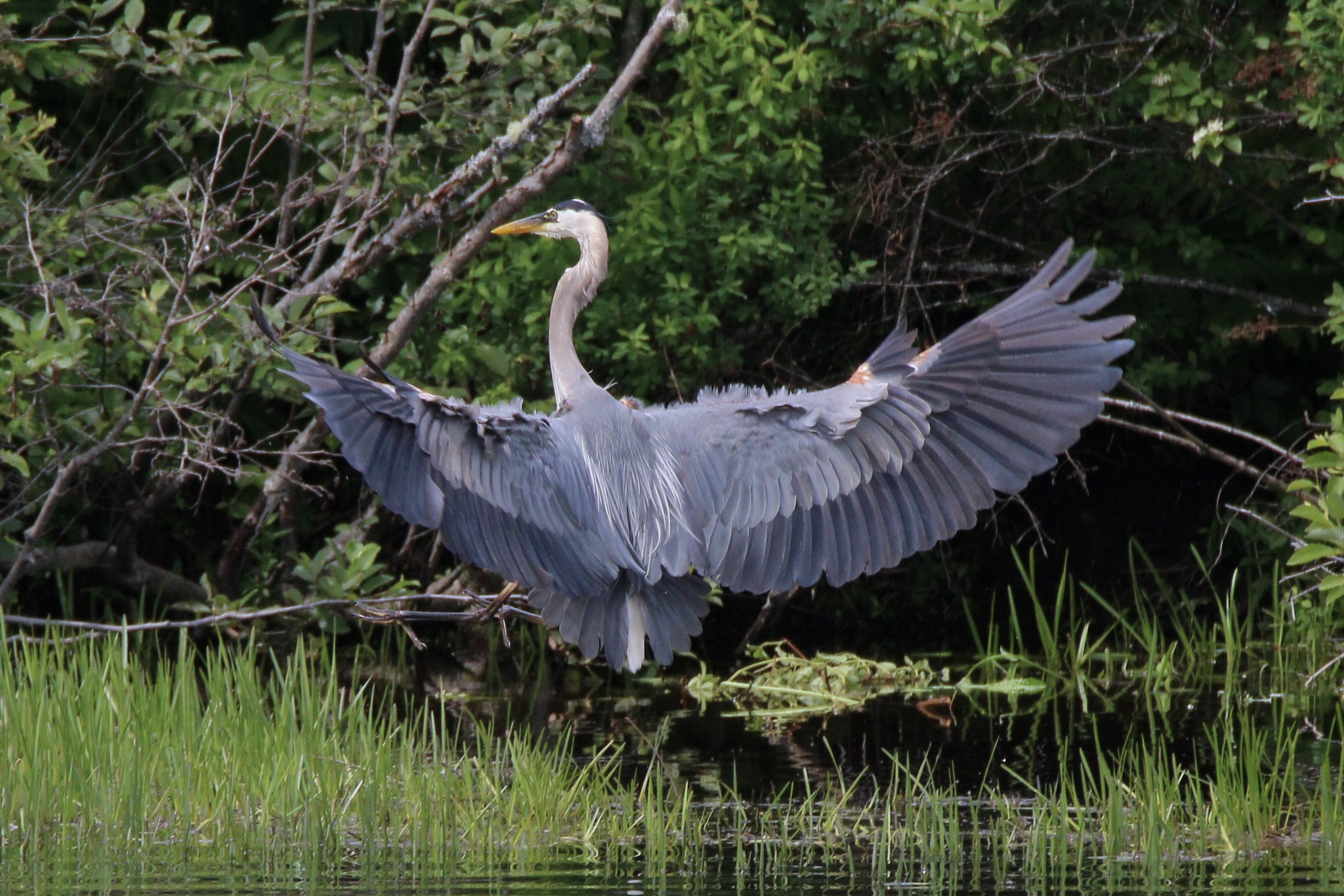 Solved Wildlife photography Canon Community