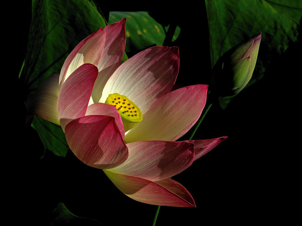 Lotus