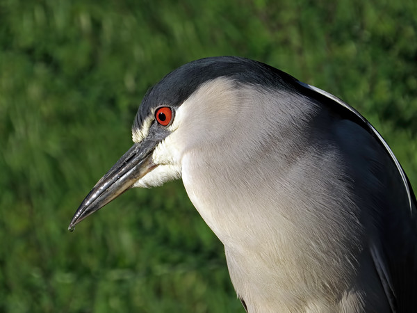 Black-crowned Night Heron