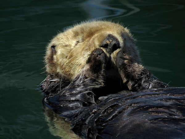 Sea Otters