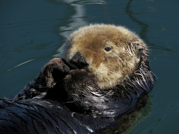 Sea Otters