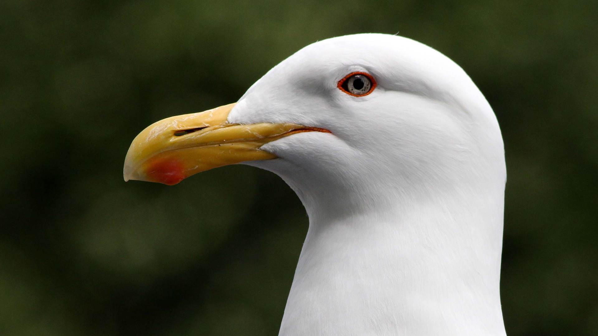 NZ Auckland Mission Bay Seagull 01.jpg