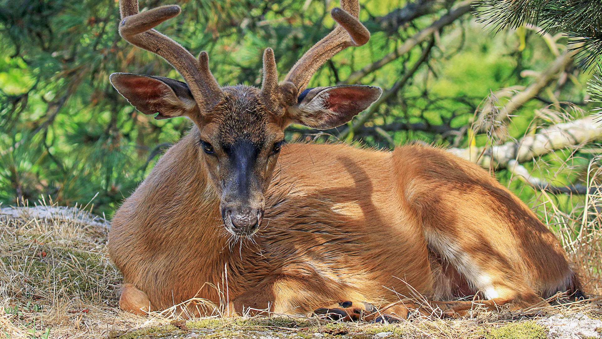 Canada BC Victoria Beacon Hill Park Deer 01-1.jpg