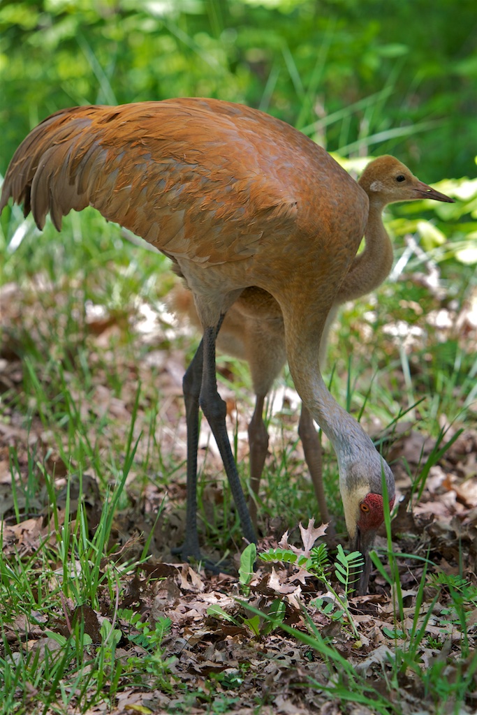 Sandhill Crane & Chick.jpg